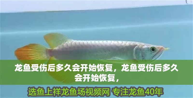 龍魚受傷后多久會開始恢復，龍魚受傷后多久會開始恢復，