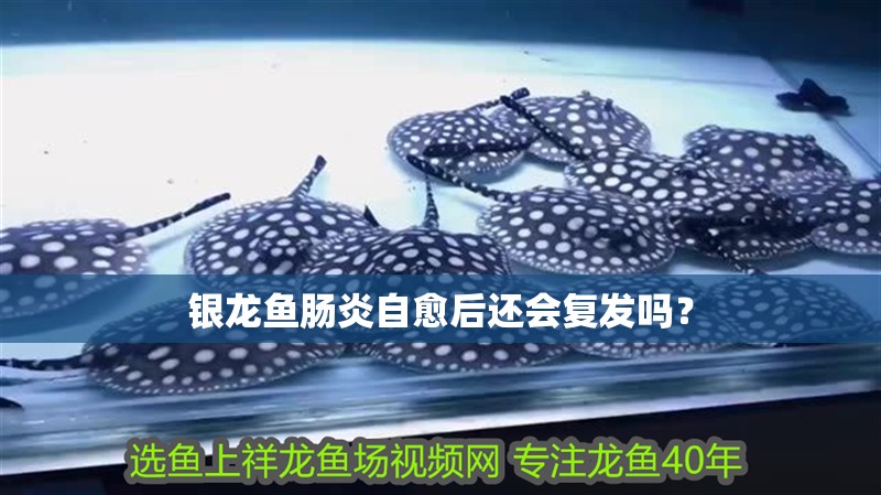 銀龍魚腸炎自愈后還會復(fù)發(fā)嗎？ 銀龍魚腸炎自愈后還會復(fù)發(fā)嗎？ 龍魚百科