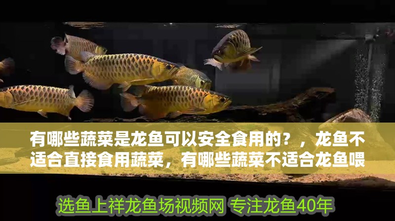 有哪些蔬菜是龍魚可以安全食用的？，龍魚不適合直接食用蔬菜，有哪些蔬菜不適合龍魚喂食