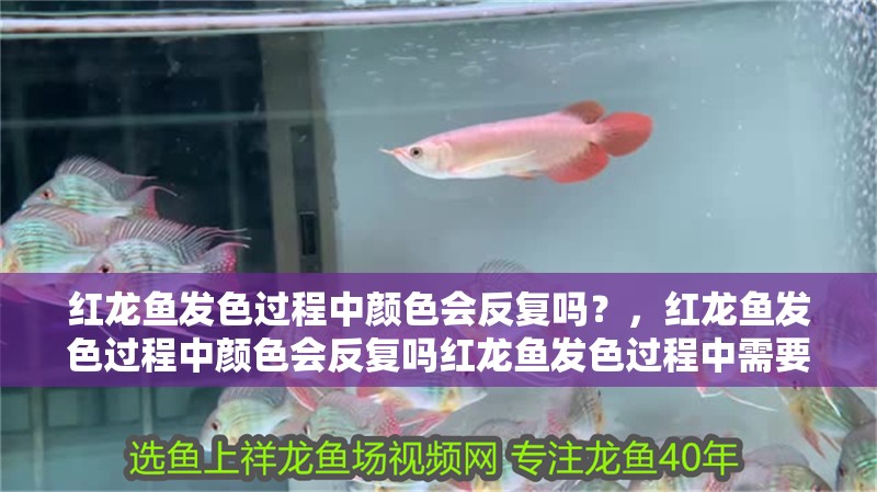 紅龍魚發色過程中顏色會反復嗎？，紅龍魚發色過程中顏色會反復嗎紅龍魚發色過程中需要哪些營養