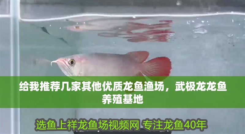 給我推薦幾家其他優質龍魚漁場，武極龍龍魚養殖基地