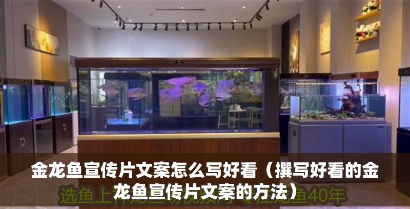 金龍魚宣傳片文案怎么寫好看（撰寫好看的金龍魚宣傳片文案的方法）