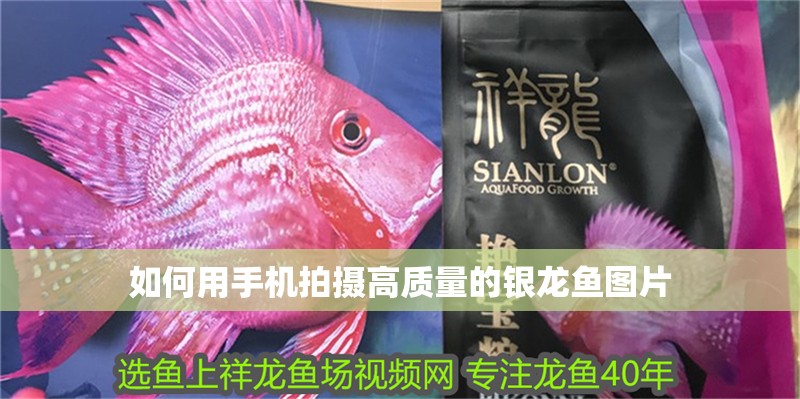 如何用手機拍攝高質量的銀龍魚圖片