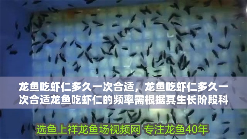 龍魚吃蝦仁多久一次合適，龍魚吃蝦仁多久一次合適龍魚吃蝦仁的頻率需根據其生長階段科學調整