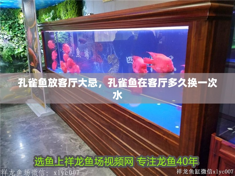 孔雀魚放客廳大忌，孔雀魚在客廳多久換一次水