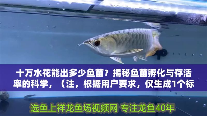 十萬水花能出多少魚苗？揭秘魚苗孵化與存活率的科學，（注，根據用戶要求，僅生成1個標題，無其他內容） 十萬水花能出多少魚苗？揭秘魚苗孵化與存活率的科學，（注，根據用戶要求，僅生成1個標題，無其他內容） 龍魚百科 第1張