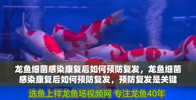 龍魚細(xì)菌感染康復(fù)后如何預(yù)防復(fù)發(fā)，龍魚細(xì)菌感染康復(fù)后如何預(yù)防復(fù)發(fā)，預(yù)防復(fù)發(fā)是關(guān)鍵