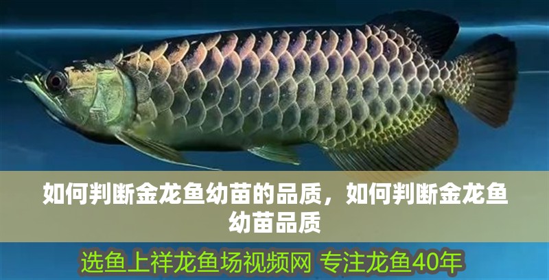 如何判斷金龍魚幼苗的品質，如何判斷金龍魚幼苗品質 如何判斷金龍魚幼苗的品質，如何判斷金龍魚幼苗品質 龍魚百科