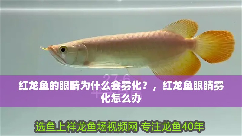 紅龍魚的眼睛為什么會霧化？，紅龍魚眼睛霧化怎么辦 紅龍魚的眼睛為什么會霧化？，紅龍魚眼睛霧化怎么辦 龍魚百科