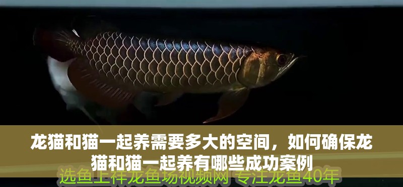 龍貓和貓一起養需要多大的空間，如何確保龍貓和貓一起養有哪些成功案例