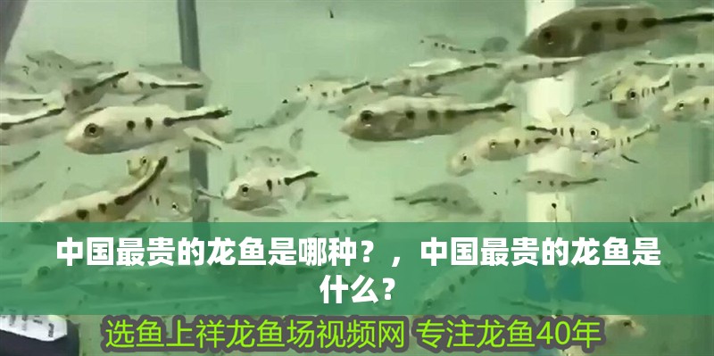 中國最貴的龍魚是哪種？，中國最貴的龍魚是什么？ 中國最貴的龍魚是哪種？，中國最貴的龍魚是什么？ 龍魚百科