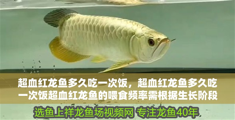 魚缸用增氧泵價格是多少:魚缸增氧機-xtrac增氧機-xtrac增氧機 超血紅龍魚多久吃一次飯,超血紅龍魚多久吃一次飯超血紅龍魚的喂食頻率需根據生長階段科學調整 龍魚百科 超血紅龍魚多久吃一次飯,超血紅龍魚多久吃一次飯超血紅龍魚的喂食頻率需根據生長階段科學調整 超血紅龍魚多久吃一次飯,超血紅龍魚多久吃一次飯超血紅龍魚的喂食頻率需根據生長階段科學調整 龍魚百科