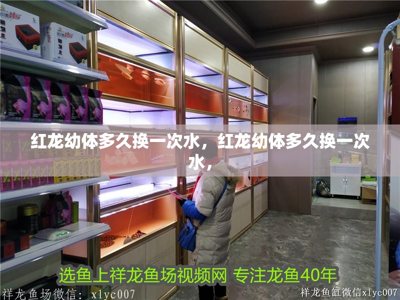 紅龍幼體多久換一次水，紅龍幼體多久換一次水，