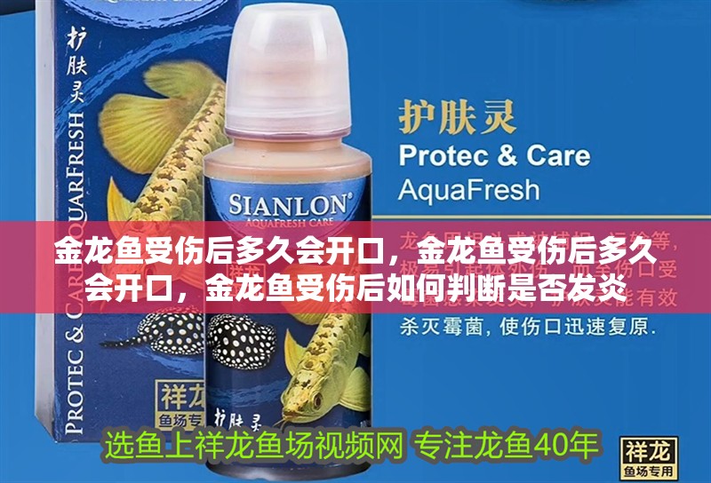 金龍魚受傷后多久會開口，金龍魚受傷后多久會開口，金龍魚受傷后如何判斷是否發炎 金龍魚受傷后多久會開口，金龍魚受傷后多久會開口，金龍魚受傷后如何判斷是否發炎 龍魚百科