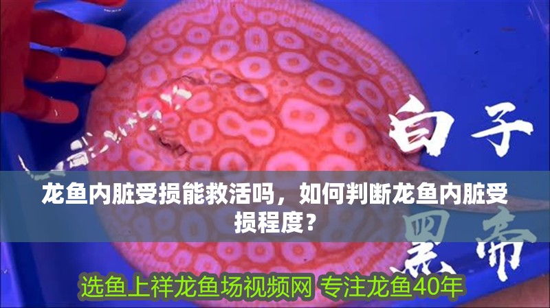龍魚內臟受損能救活嗎，如何判斷龍魚內臟受損程度？