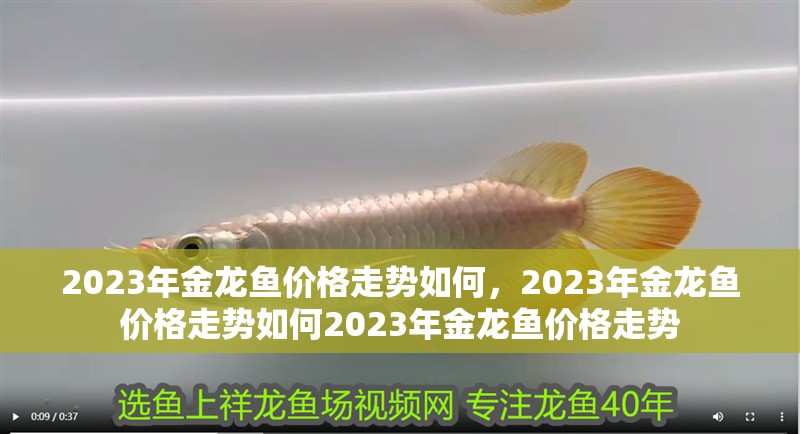 2023年金龍魚價格走勢如何，2023年金龍魚價格走勢如何2023年金龍魚價格走勢