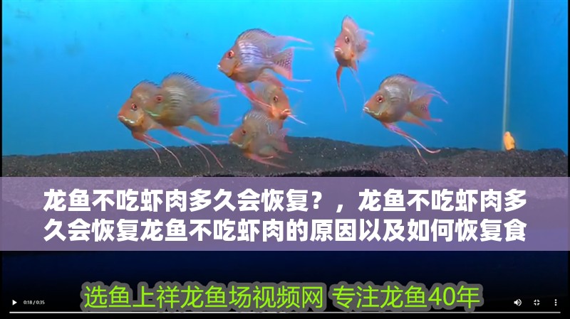 龍魚不吃蝦肉多久會(huì)恢復(fù)？，龍魚不吃蝦肉多久會(huì)恢復(fù)龍魚不吃蝦肉的原因以及如何恢復(fù)食欲