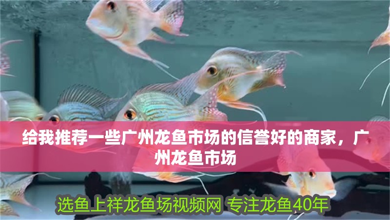 印尼虎魚多少溫度飼養(yǎng)最好:印尼虎魚多少溫度飼養(yǎng)最好印尼虎魚多少溫度飼養(yǎng)最好 給我推薦一些廣州龍魚市場的信譽好的商家,廣州龍魚市場 龍魚百科 給我推薦一些廣州龍魚市場的信譽好的商家,廣州龍魚市場 給我推薦一些廣州龍魚市場的信譽好的商家,廣州龍魚市場 龍魚百科