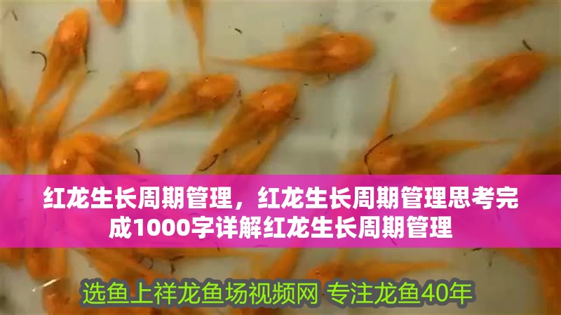 紅龍生長周期管理，紅龍生長周期管理思考完成1000字詳解紅龍生長周期管理