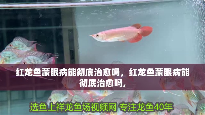 紅龍魚蒙眼病能徹底治愈嗎，紅龍魚蒙眼病能徹底治愈嗎,
