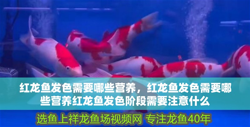 紅龍魚(yú)發(fā)色需要哪些營(yíng)養(yǎng)，紅龍魚(yú)發(fā)色需要哪些營(yíng)養(yǎng)紅龍魚(yú)發(fā)色階段需要注意什么