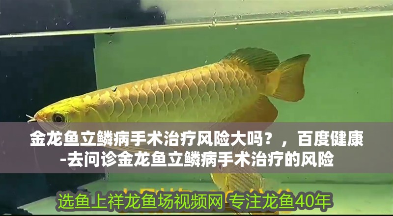 金龍魚立鱗病手術(shù)治療風(fēng)險(xiǎn)大嗎？，百度健康-去問診金龍魚立鱗病手術(shù)治療的風(fēng)險(xiǎn) 金龍魚立鱗病手術(shù)治療風(fēng)險(xiǎn)大嗎？，百度健康-去問診金龍魚立鱗病手術(shù)治療的風(fēng)險(xiǎn) 龍魚百科