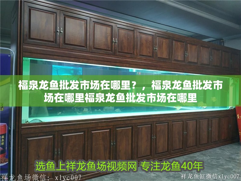 <strong><mark>福泉</mark></strong>龍魚批發市場在哪里？，<strong><mark>福泉</mark></strong>龍魚批發市場在哪里<strong><mark>福泉</mark></strong>龍魚批發市場在哪里