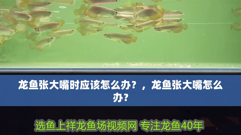 龍魚張大嘴時應該怎么辦？，龍魚張大嘴怎么辦？