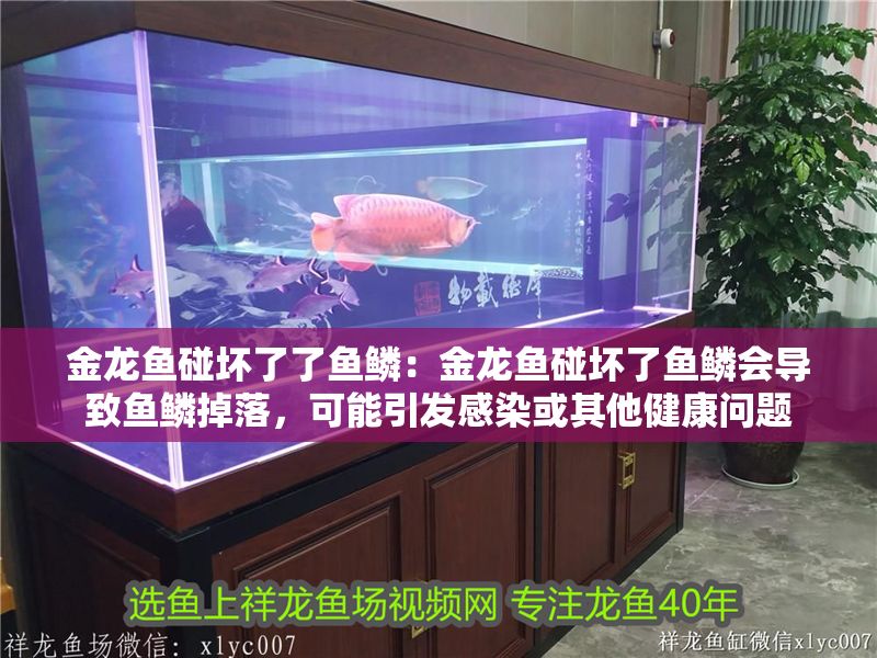 金龍魚碰壞了了魚鱗：金龍魚碰壞了魚鱗會導致魚鱗掉落，可能引發感染或其他健康問題 金龍魚碰壞了了魚鱗：金龍魚碰壞了魚鱗會導致魚鱗掉落，可能引發感染或其他健康問題 龍魚百科 第1張