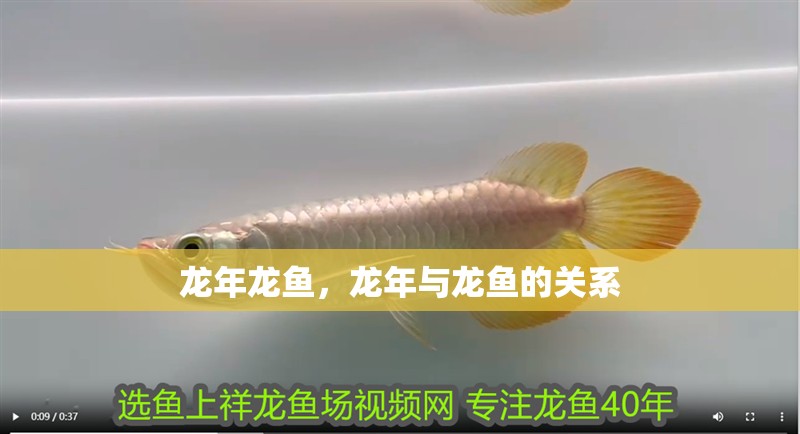 龍年龍魚，龍年與龍魚的關系