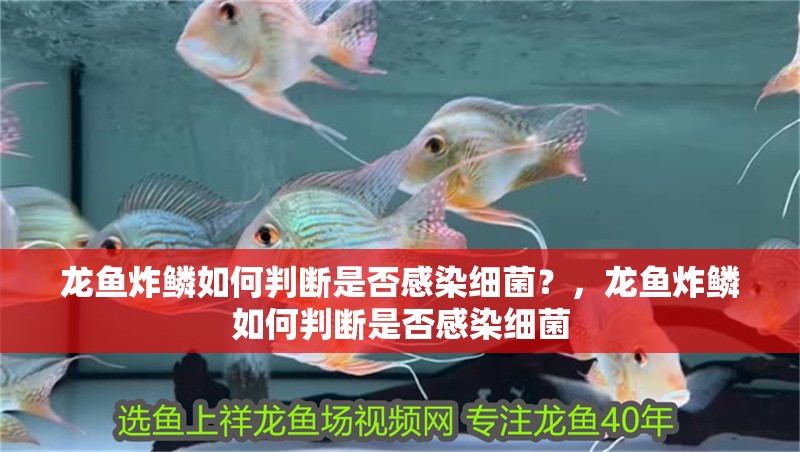 龍魚炸鱗如何判斷是否感染細菌？，龍魚炸鱗如何判斷是否感染細菌