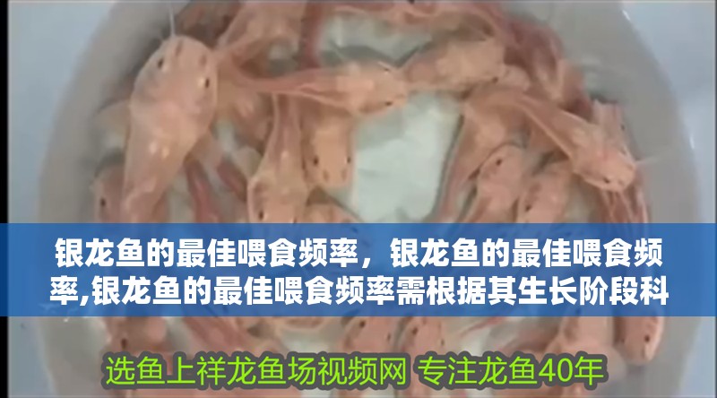 什么魚能和龍魚、虎魚混養(龍魚能和虎魚混養嗎) 銀龍魚的最佳喂食頻率,銀龍魚的最佳喂食頻率,銀龍魚的最佳喂食頻率需根據其生長階段科學調整 龍魚百科 銀龍魚的最佳喂食頻率,銀龍魚的最佳喂食頻率,銀龍魚的最佳喂食頻率需根據其生長階段科學調整 銀龍魚的最佳喂食頻率,銀龍魚的最佳喂食頻率,銀龍魚的最佳喂食頻率需根據其生長階段科學調整 龍魚百科