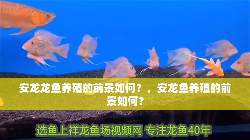 安龍龍魚養(yǎng)殖的前景如何？，安龍魚養(yǎng)殖的前景如何？ 安龍龍魚養(yǎng)殖的前景如何？，安龍魚養(yǎng)殖的前景如何？ 龍魚百科