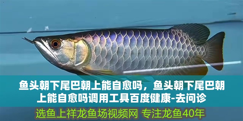 魚頭朝下尾巴朝上能自愈嗎，魚頭朝下尾巴朝上能自愈嗎調用工具百度健康-去問診