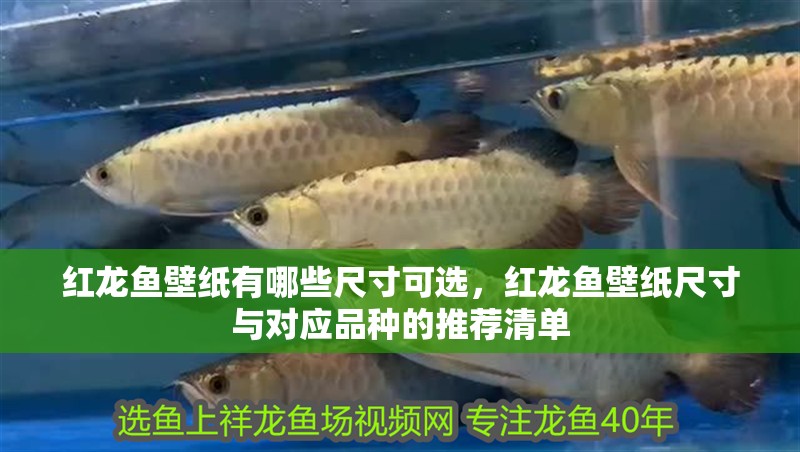 紅龍魚壁紙有哪些尺寸可選，紅龍魚壁紙尺寸與對應品種的推薦清單
