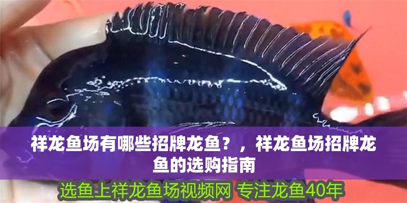 祥龍魚場有哪些招牌龍魚？，祥龍魚場招牌龍魚的選購指南