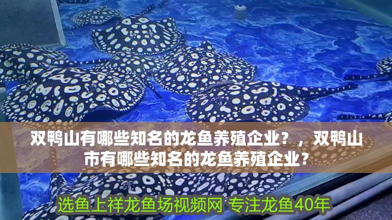 雙鴨山有哪些知名的龍魚養殖企業？，雙鴨山市有哪些知名的龍魚養殖企業？ 雙鴨山有哪些知名的龍魚養殖企業？，雙鴨山市有哪些知名的龍魚養殖企業？ 龍魚百科