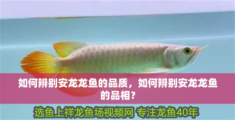 如何辨別安龍龍魚的品質，如何辨別安龍龍魚的品相？