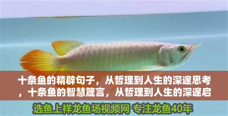 十條魚的精辟句子，從哲理到人生的深邃思考，十條魚的智慧箴言，從哲理到人生的深邃啟示
