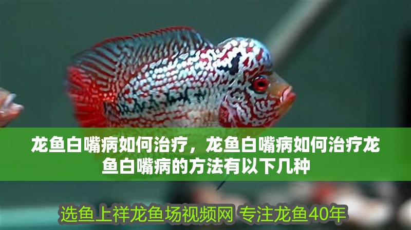 龍魚(yú)白嘴病如何治療，龍魚(yú)白嘴病如何治療龍魚(yú)白嘴病的方法有以下幾種