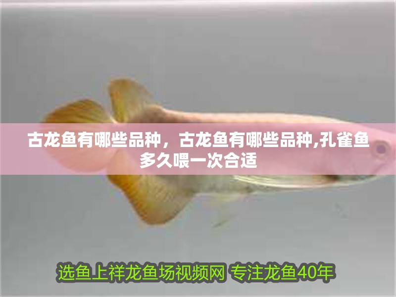 古龍魚有哪些品種，古龍魚有哪些品種,孔雀魚多久喂一次合適