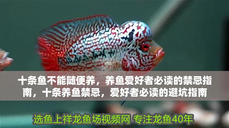 十條魚不能隨便養，養魚愛好者必讀的禁忌指南，十條養魚禁忌，愛好者必讀的避坑指南
