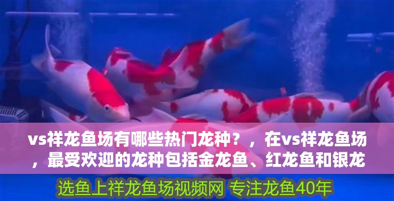 vs祥龍魚場有哪些熱門龍種？，在vs祥龍魚場，最受歡迎的龍種包括金龍魚、紅龍魚和銀龍魚