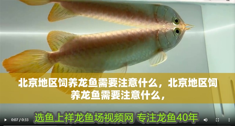 北京地區飼養龍魚需要注意什么，北京地區飼養龍魚需要注意什么，