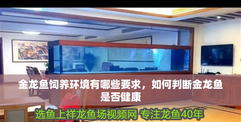 金龍魚飼養環境有哪些要求，如何判斷金龍魚是否健康 金龍魚飼養環境有哪些要求，如何判斷金龍魚是否健康 龍魚百科