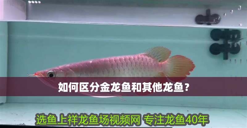 如何區分金龍魚和其他龍魚？