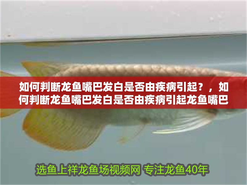 如何判斷龍魚嘴巴發白是否由疾病引起？，如何判斷龍魚嘴巴發白是否由疾病引起龍魚嘴巴發白