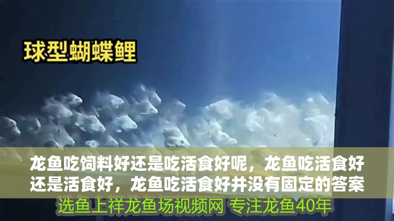 龍魚吃飼料好還是吃活食好呢，龍魚吃活食好還是活食好，龍魚吃活食好并沒有固定的答案