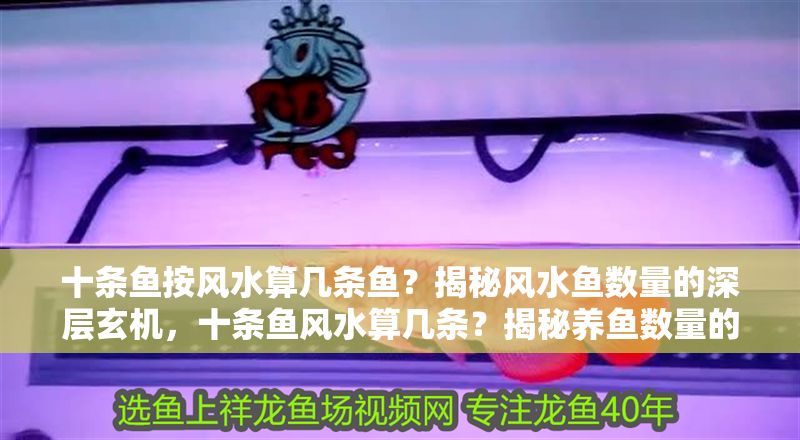十條魚按風(fēng)水算幾條魚？揭秘風(fēng)水魚數(shù)量的深層玄機(jī)，十條魚風(fēng)水算幾條？揭秘養(yǎng)魚數(shù)量的吉兇玄機(jī)