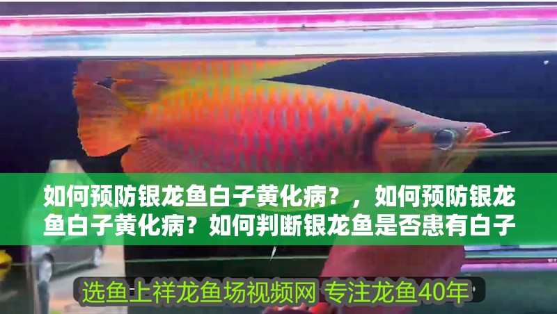 如何預防銀龍魚白子黃化病？，如何預防銀龍魚白子黃化病？如何判斷銀龍魚是否患有白子黃化病？